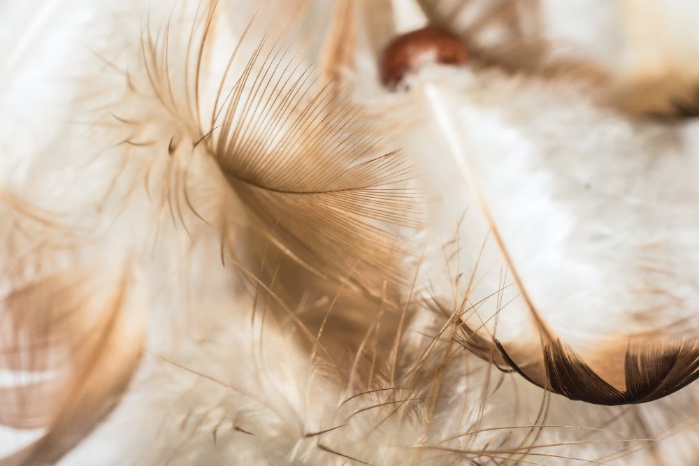 A close up of white feathers.