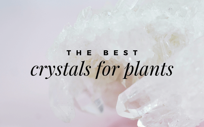 Image with text that reads: the best crystals for plants.